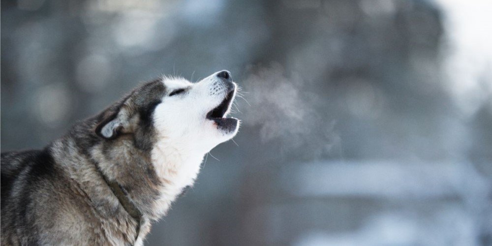 Buy FIFA Coins: Insider&#8217;s Buying Guide Tips