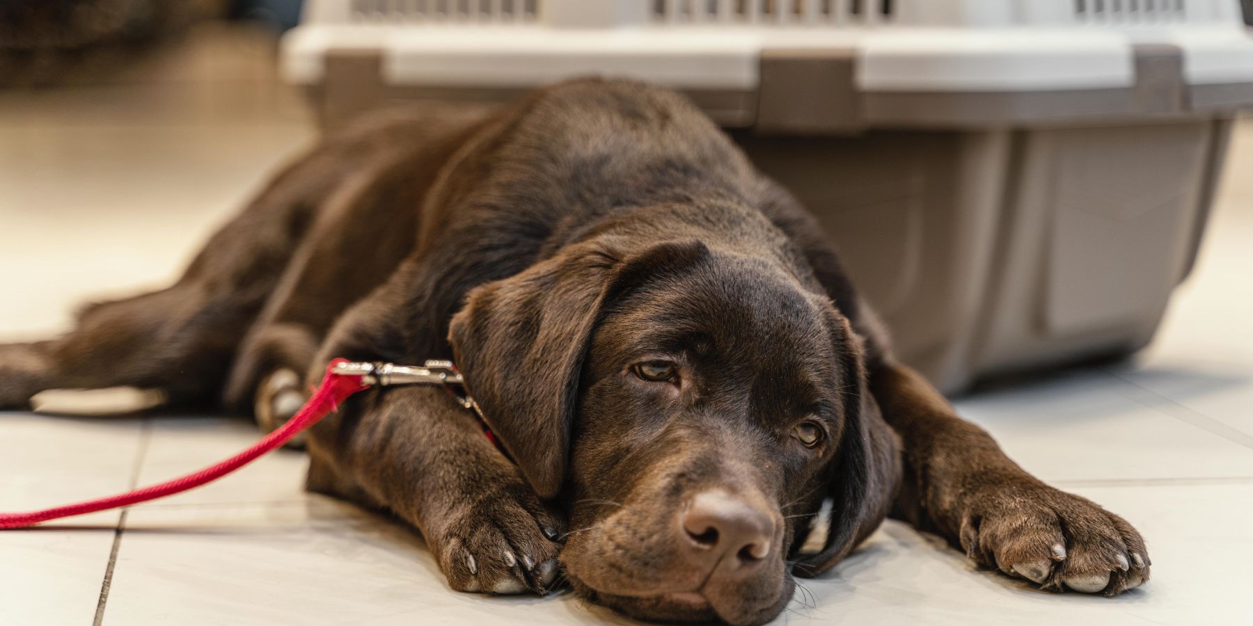 Decoding Dog Coughs: Identifying Causes and Providing Relief