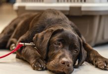 Decoding Dog Coughs: Identifying Causes and Providing Relief