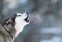 Buy FIFA Coins: Insider’s Buying Guide Tips